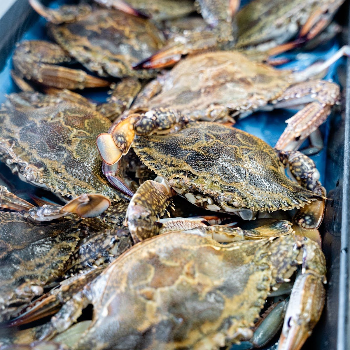 Solar Seafoods Chippery